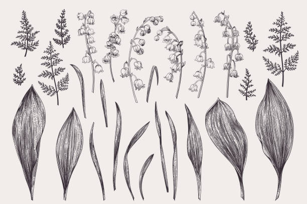 Set with lily of the valley. Set with flowers of a lily of the valley. Black and white. lily of the valley garden stock illustrations