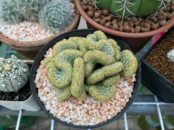 istock Cactus plant for home and garden decoration 1131744792