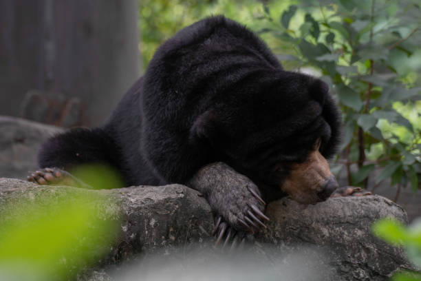 istock black bear resting on the rock 1131744803