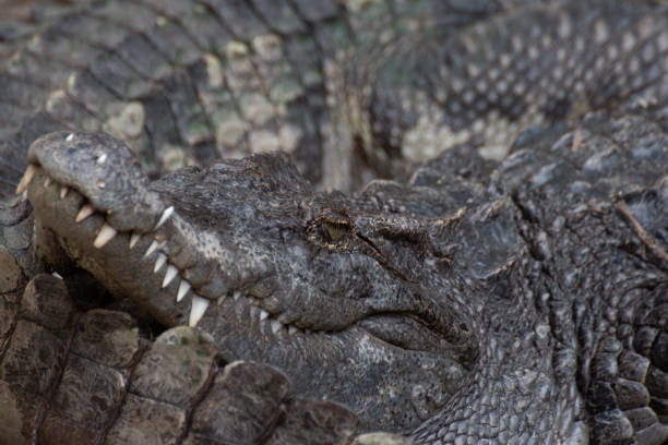 istock closeup of a crocodile 1131745104