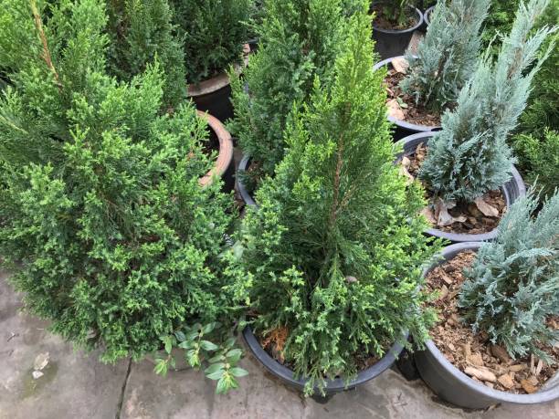 istock Potted leaf plant for home and garden decoration 1131745204