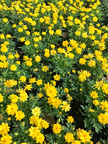 Beautiful yellow flower blossom