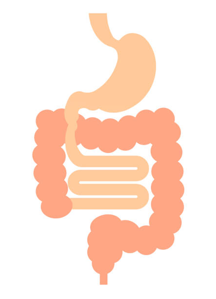Gastrointestinal Rough gastrointestinal arrangement. intestine illustrations stock illustrations