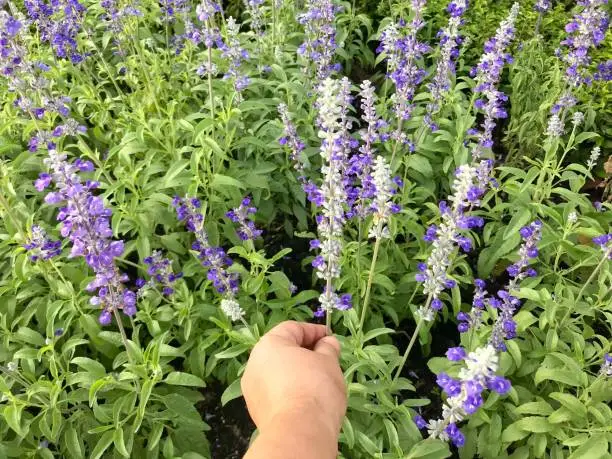Photo of Woman picking Salvia Officinalis flower in the garden