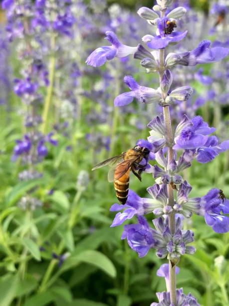 istock Honey bee working on Salvia Officinalis flower in the garden 1131745516