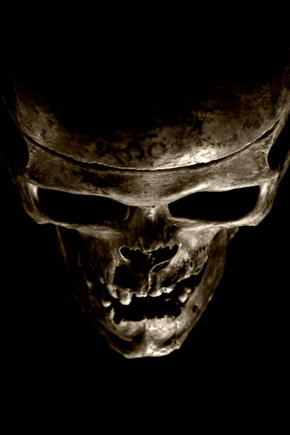 istock Close up of skull on black background. 1131746048
