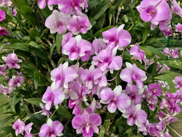 orchidée rose dans le jardin - formal garden tropical climate park plant photos et images de collection