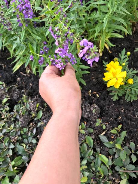 istock Woman picking marigold flower 1131746318