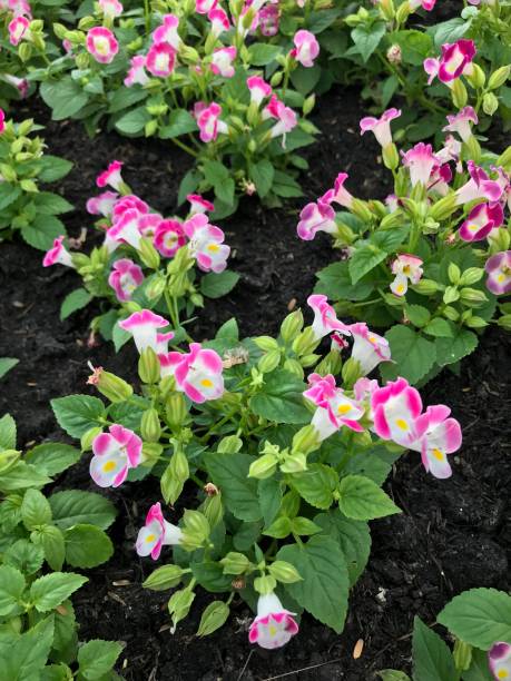 istock Wishbone flower blooming in the garden 1131746344