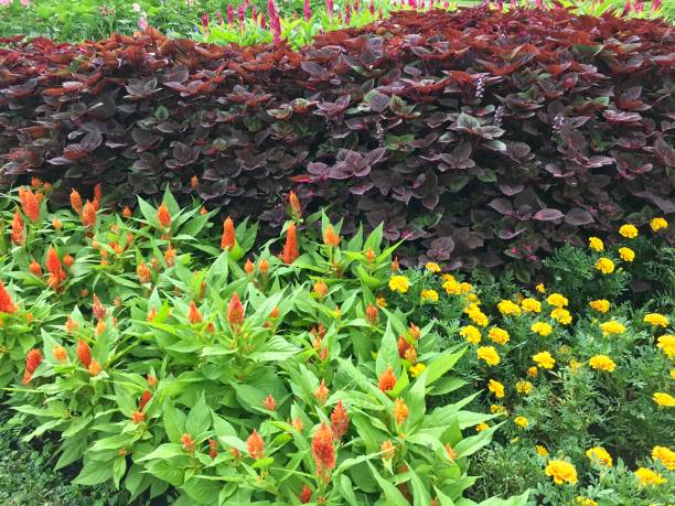 istock Chinese wool flower growing in the garden 1131746346