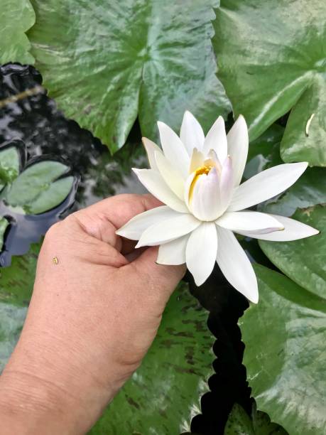istock Woman holding white water lily flower 1131746427