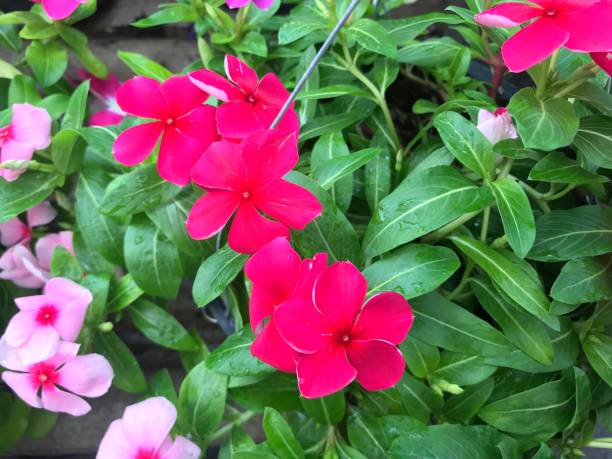 istock Beautiful  madagascar periwinkle flower blooming 1131746710