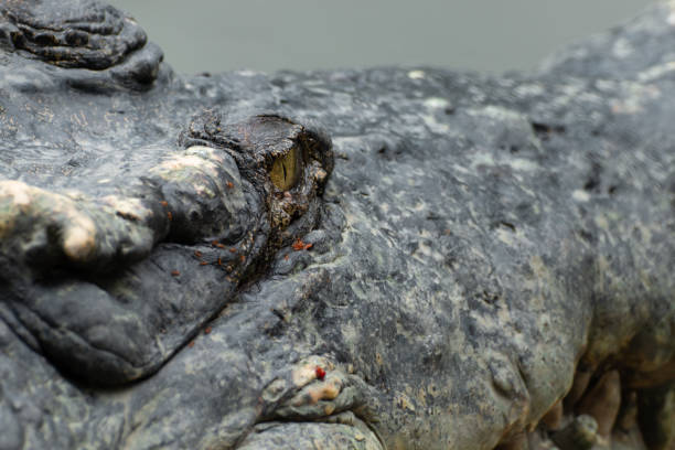 istock close up of a head crocodile 1131746757