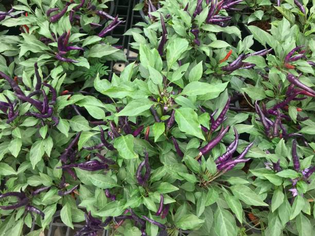 istock Purple chili for garden decoration 1131746836