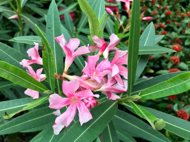 istock Pink nerium oleander flower blooming in the garden 1131746879