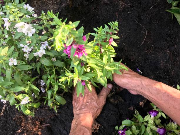 istock People planting tree by hand, diy gardening 1131748121