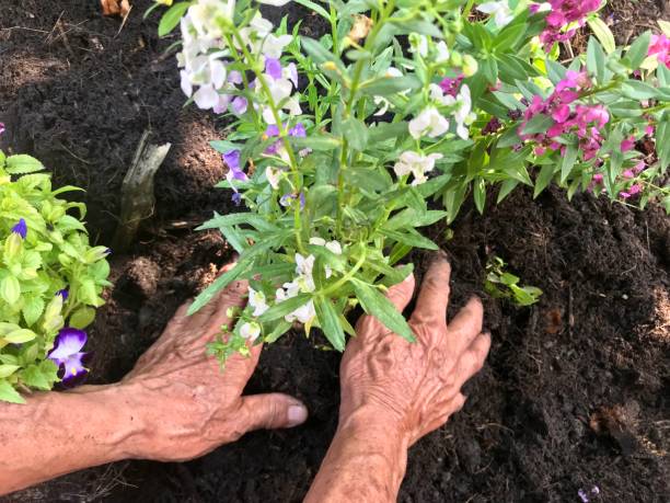 istock People planting tree by hand, diy gardening 1131748124