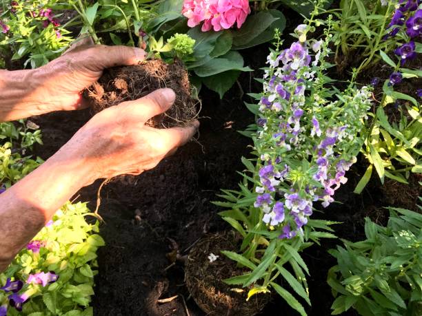istock People planting tree by hand, diy gardening 1131748127