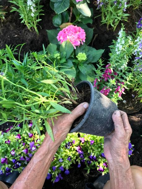 istock People planting tree by hand, diy gardening 1131748129