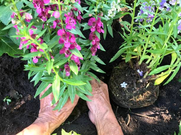 istock People planting tree by hand, diy gardening 1131748130