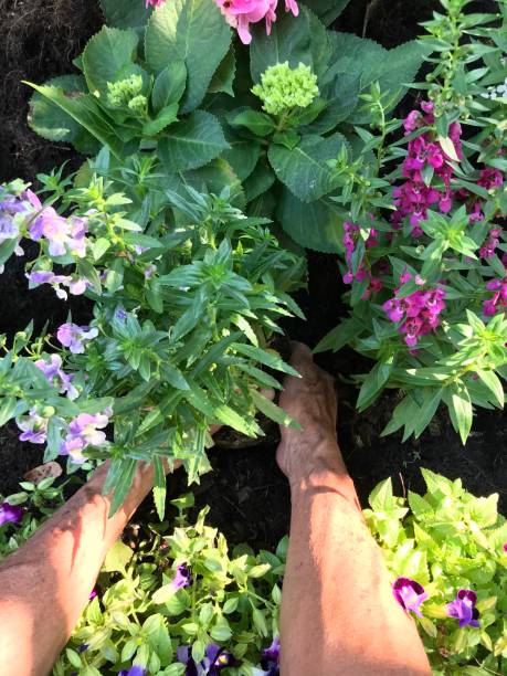 People planting tree by hand, diy gardening