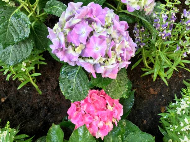 istock Purple Hydrangea flower blossom for background 1131748147