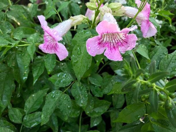 розовый цветок трубы или podranea ricasoliana цветущие в саду - podranea ricasoliana фотографии стоковые фото и изображения