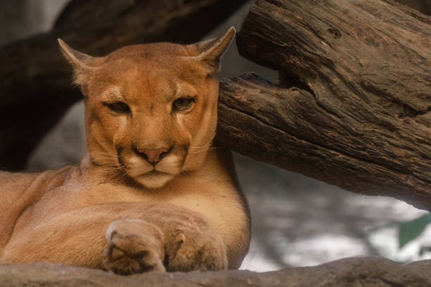 istock close up of a puma, mountain lion. 1131748240