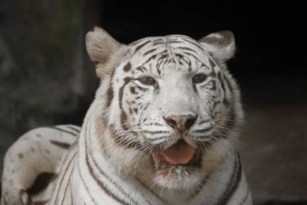 istock close up of a white tiger 1131748257