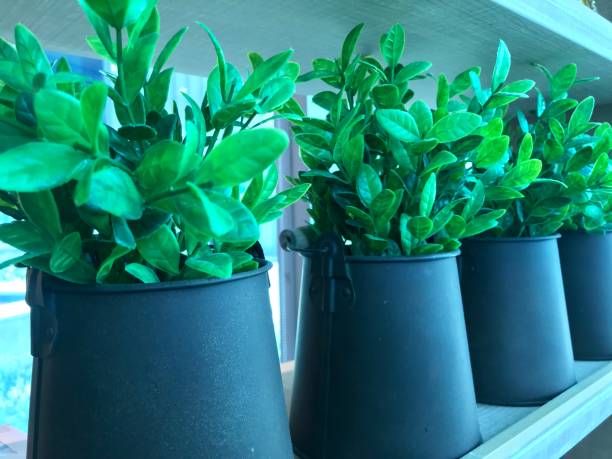 istock Artificial plant in black metal tree pot for home decor 1131748334