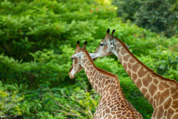 istock Close up of a giraffes 1131748405
