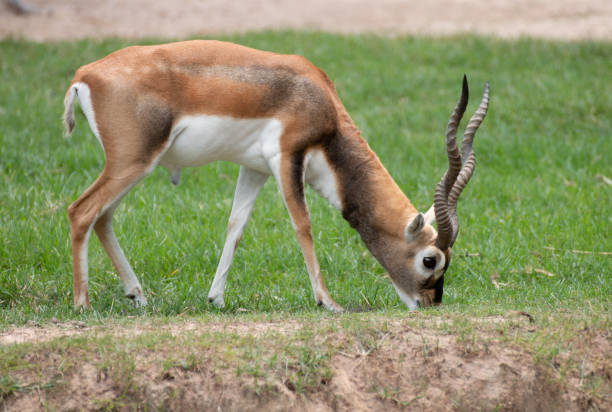 istock close-up of antelope in nature 1131748614