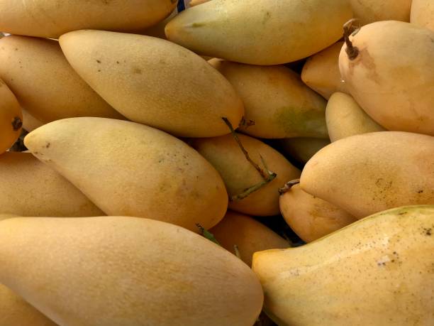 istock Pile of fresh ripe mangos 1131748725