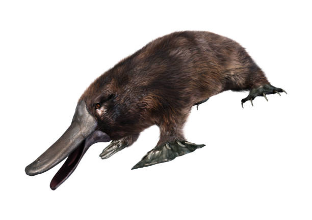istock 3D illustration exotic animal platypus on white 1131748830
