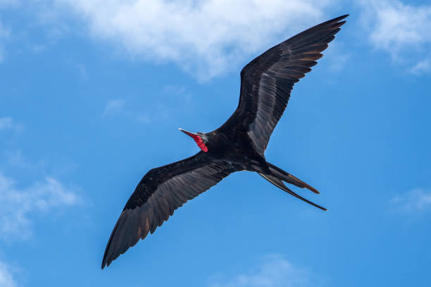 istock Red Frigate Bird in Flight - Galapagos Islands 1131751131