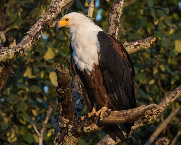 istock African Fish Eagle in a tree at St Lucia 1131751333