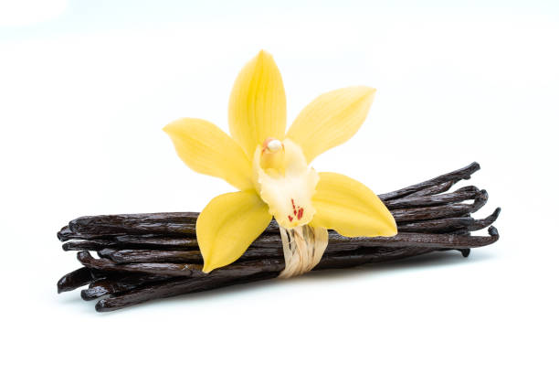 istock many vanilla beans and flower on white background with clipping path 1131751361