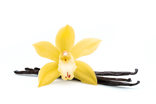 vanilla beans with flower and clipping path orchid focus stacked from 26 original images for maximum sharpness - extreme big depth of field