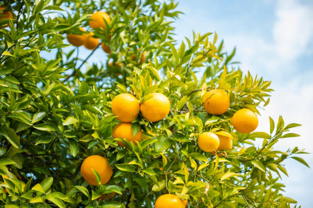 Oranges fruits with blue sky stock photo