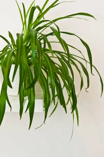 An elegant green pot plant as room decoration against white wall. Spider plant or Chlorophytum comosum