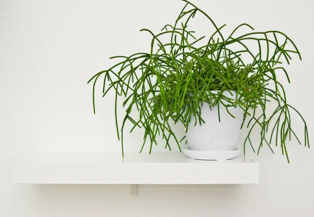 An elegant green pot plant as room decoration against white wall.Rhipsalis