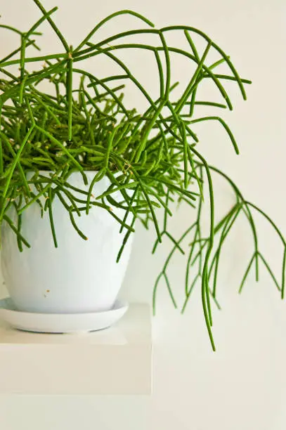An elegant green pot plant as room decoration against white wall.Rhipsalis