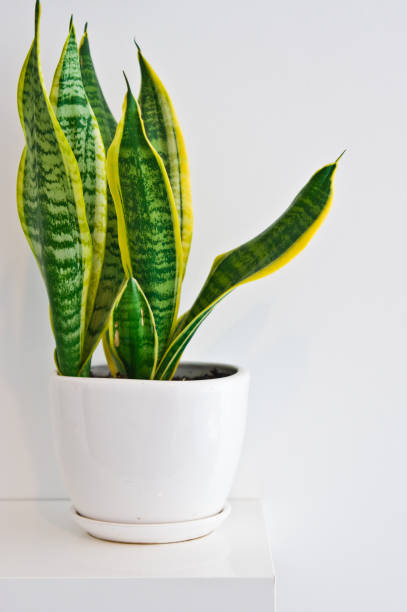 istock An elegant green pot plant as room decoration against white wall. Sansevieria or bowstring hemp. 1131754801