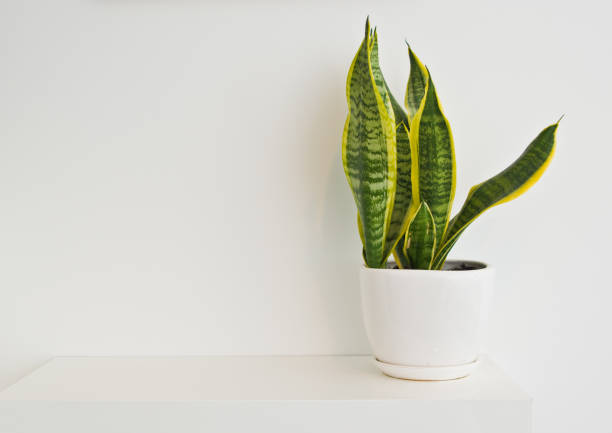 istock An elegant green pot plant as room decoration against white wall. Sansevieria or bowstring hemp. 1131754851