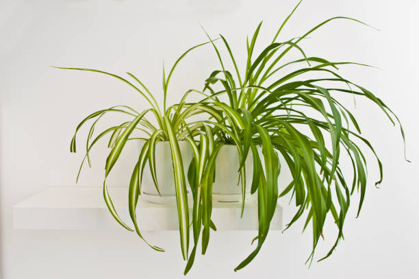 An elegant green pot plant as room decoration against white wall. Spider plant or Chlorophytum comosum An elegant green pot plant as room decoration against white wall. Spider plant or Chlorophytum comosum spider plant photos stock pictures, royalty-free photos & images