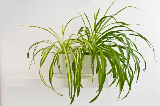 An elegant green pot plant as room decoration against white wall. Spider plant or Chlorophytum comosum