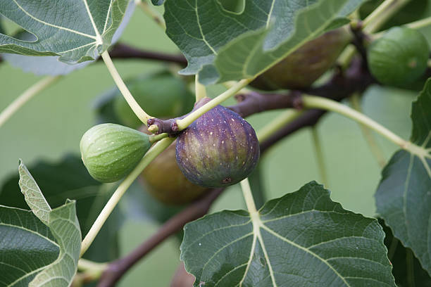 istock Figs Closeup, Mediterranea Fruit 113175602