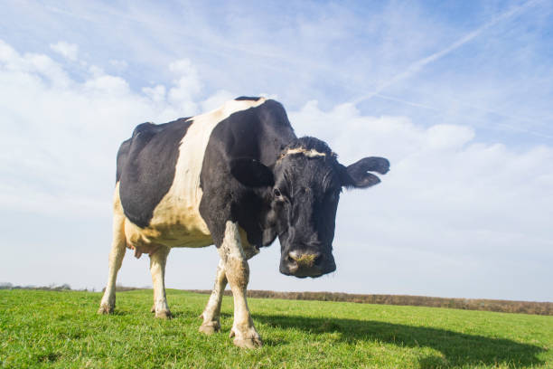 istock Cow in the countryside, sea behind 1131756143