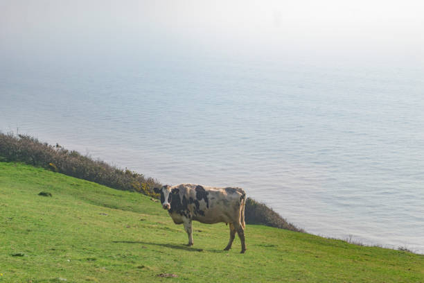 istock Cow in the countryside, sea behind 1131756157