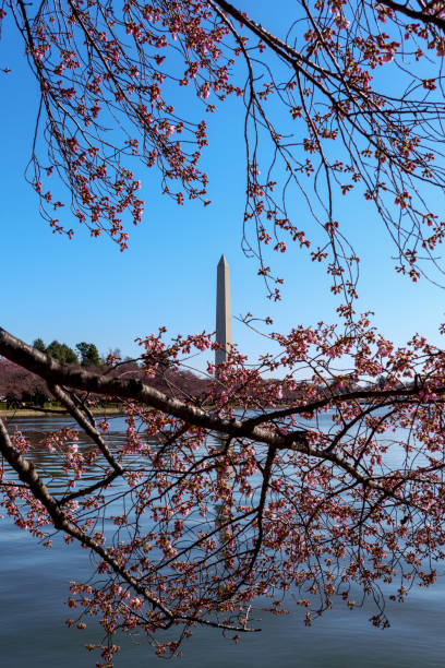 istock Washington Monument and Cherry Blossoms Reflecting in Tidal Basin 1131756161